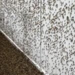 The Lake Fly Effect And Why Your Porch Light Is A Magnet in Salt Lake City 
