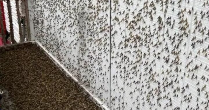 The Lake Fly Effect And Why Your Porch Light Is A Magnet in Salt Lake City 