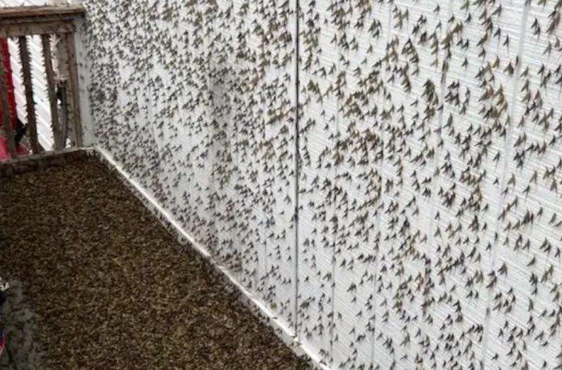 The Lake Fly Effect And Why Your Porch Light Is A Magnet in Salt Lake City 